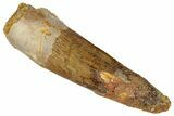 Fossil Spinosaurus Tooth - Real Dinosaur Tooth #324853-1